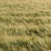 Barley